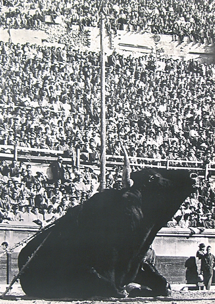 no text (Bull in bullfight arena) by Lucien Clergue. ca. 1960