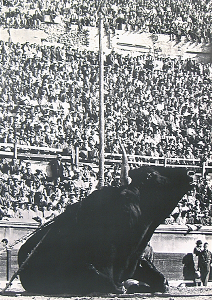 no text (Bull in bullfight arena) by Lucien Clergue, ca. 1960
