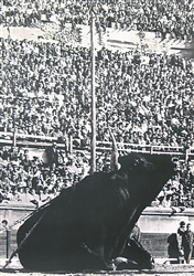 no text (Bull in bullfight arena) by Lucien Clergue. ca. 1960