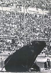 no text (Bull in bullfight arena) by Lucien Clergue, ca. 1960